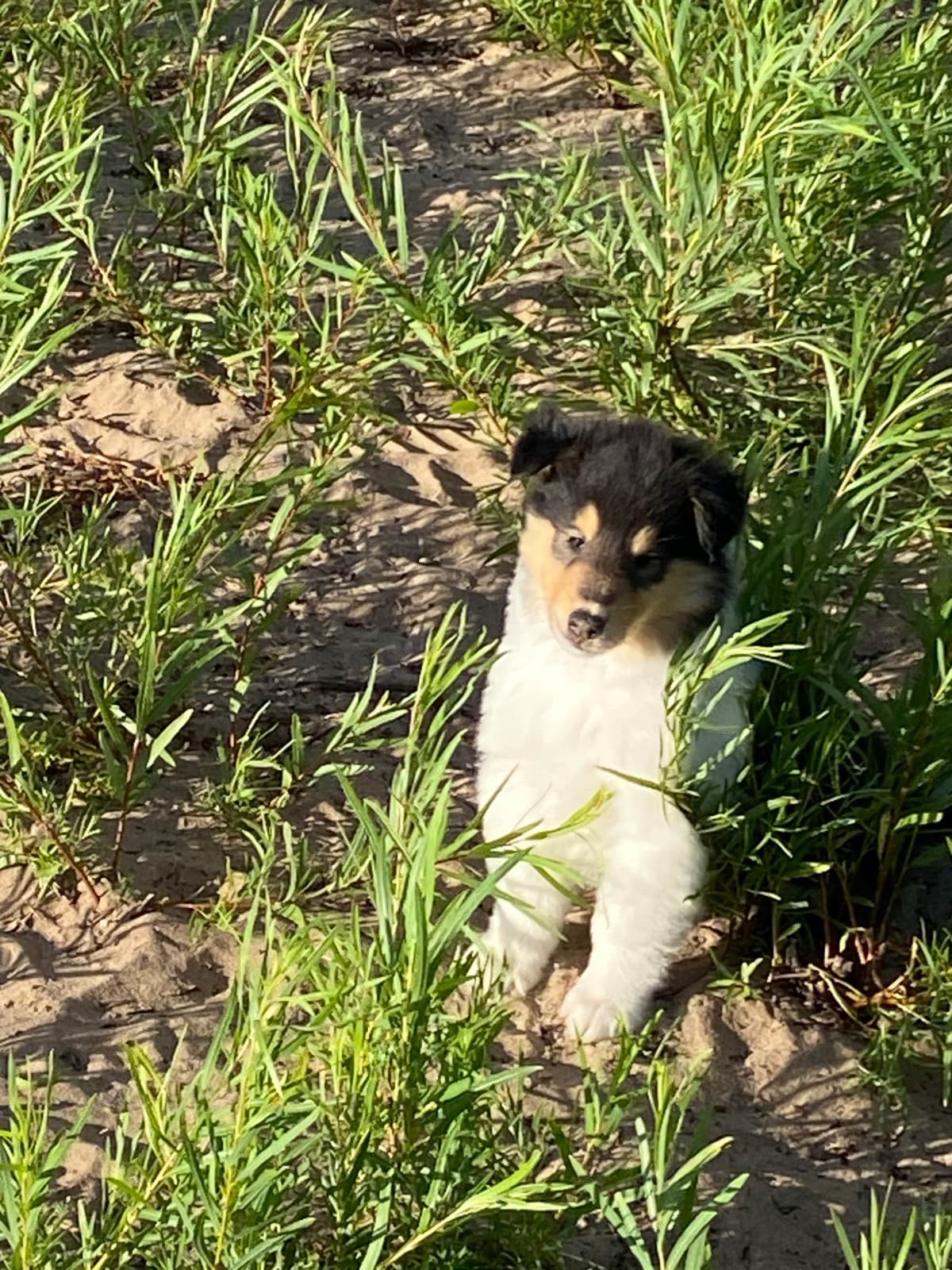 Papillon Puppies breeder image 7