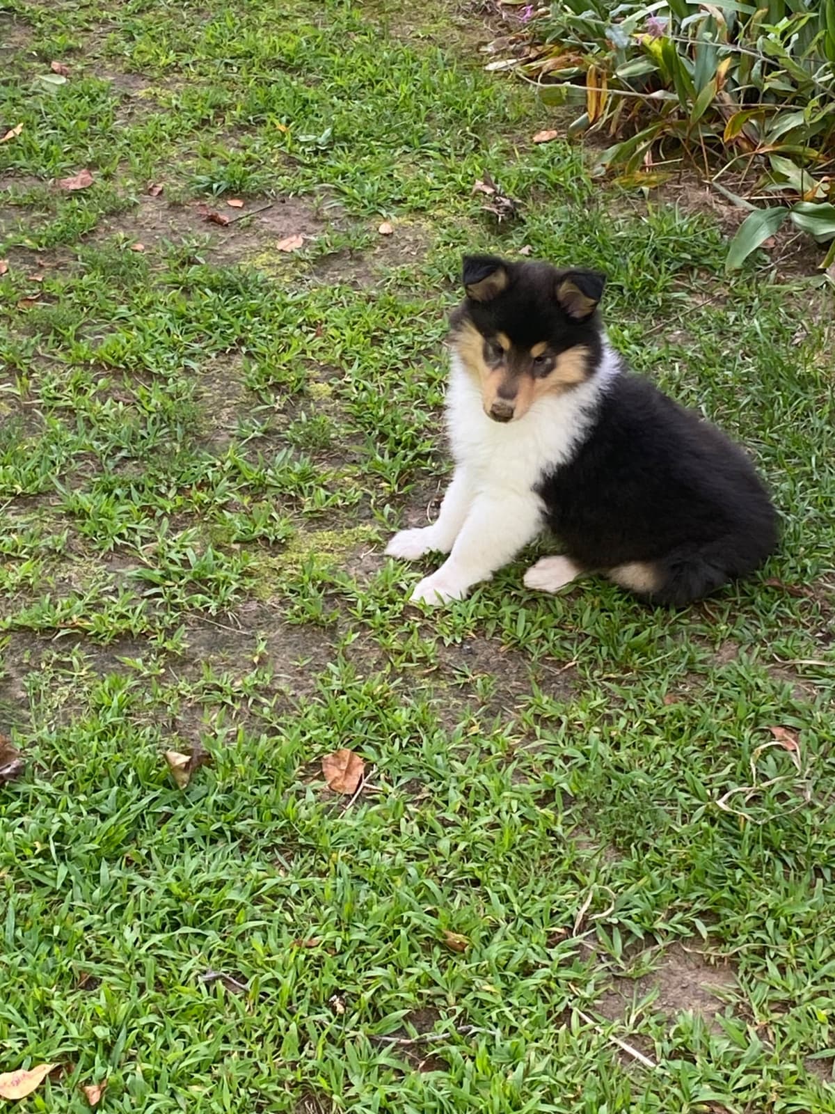 Papillon Puppies breeder image 9