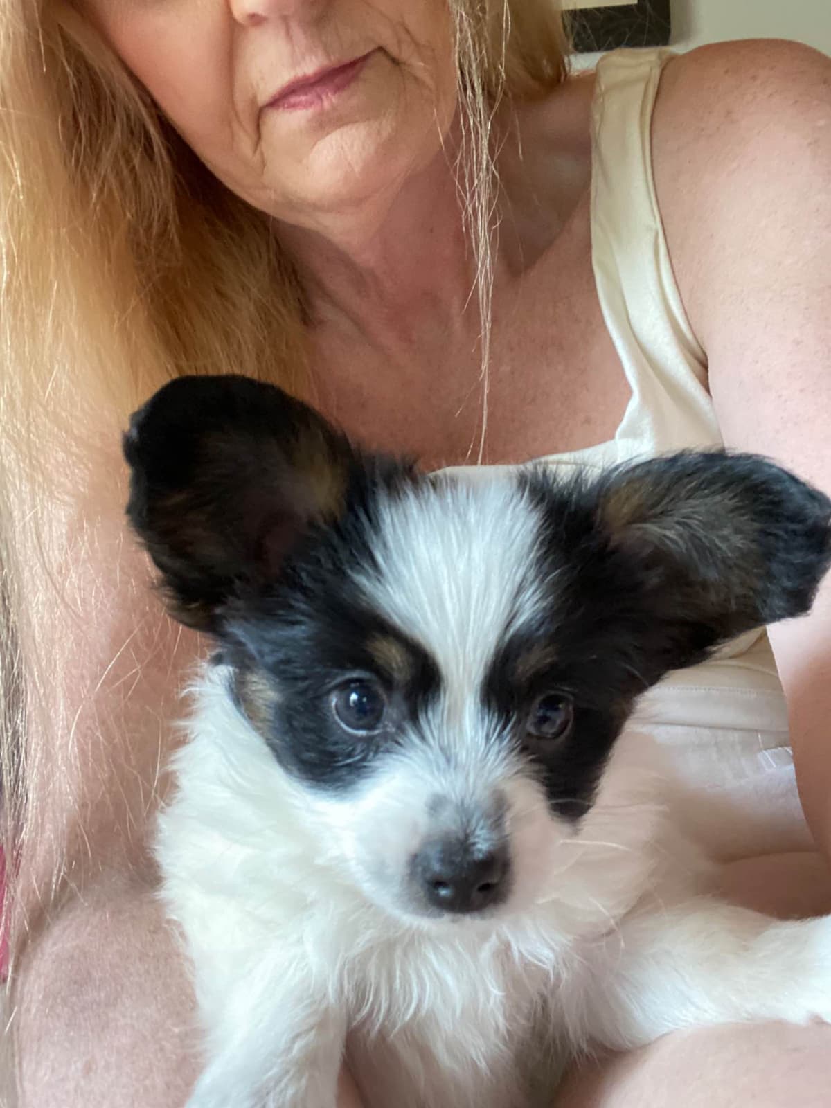 Papillon Puppies breeder image 13