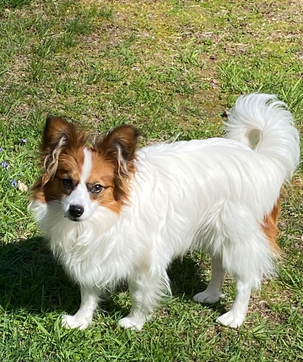Papillon Puppies breeder image 12
