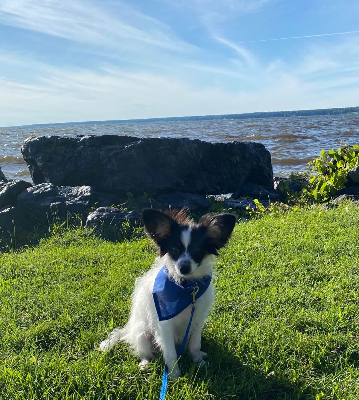 Papillon Puppies breeder image 18