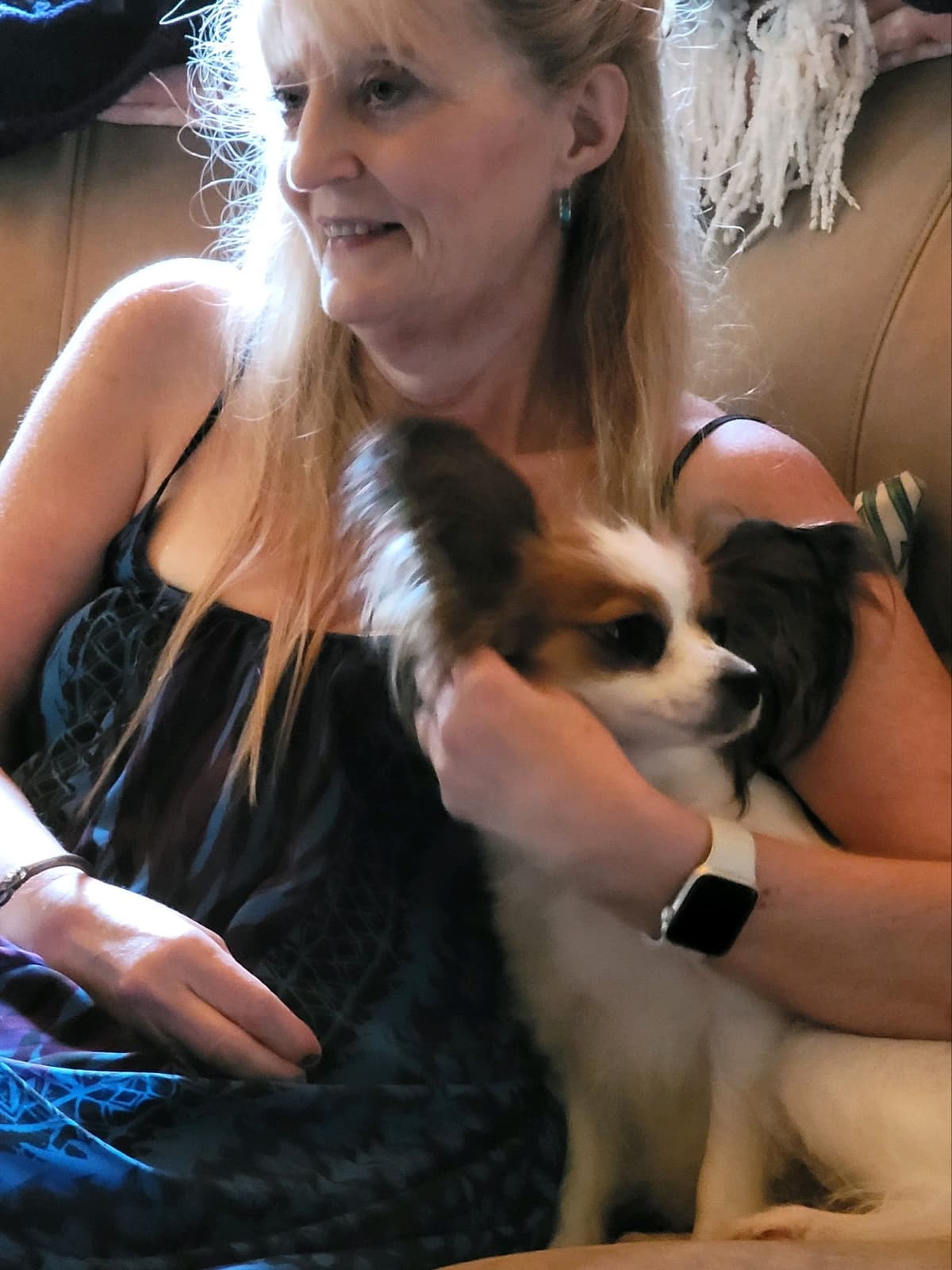 Papillon Puppies breeder image 17
