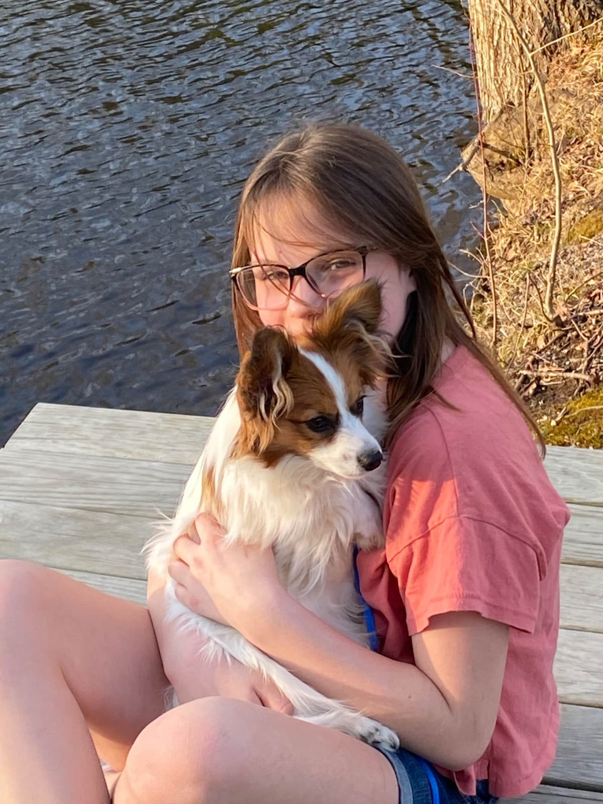 Papillon Puppies breeder image 19
