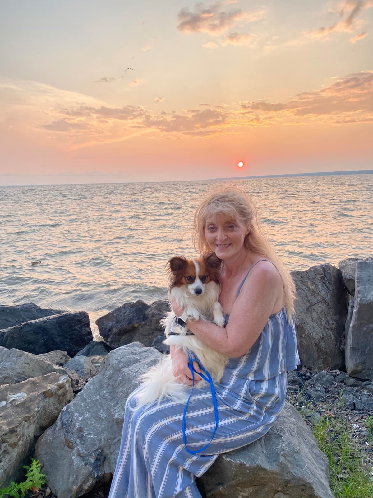 Papillon Puppies breeder image 20