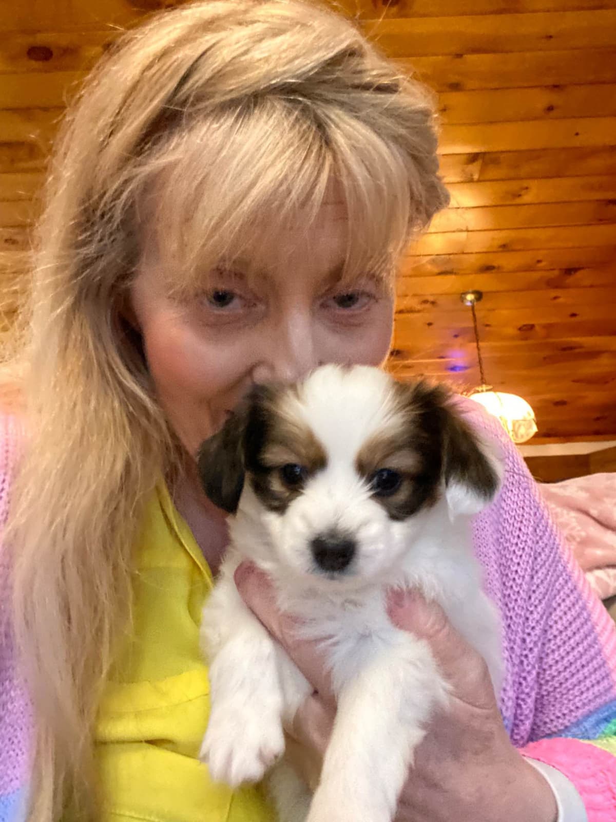 Papillon Puppies breeder image 14