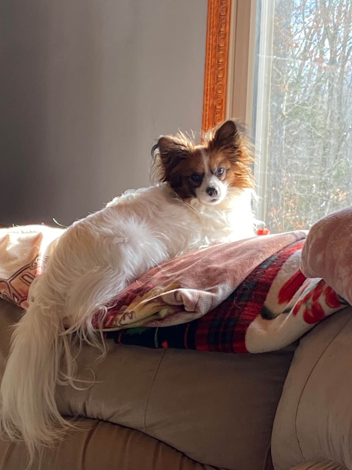 Papillon Puppies breeder image 21