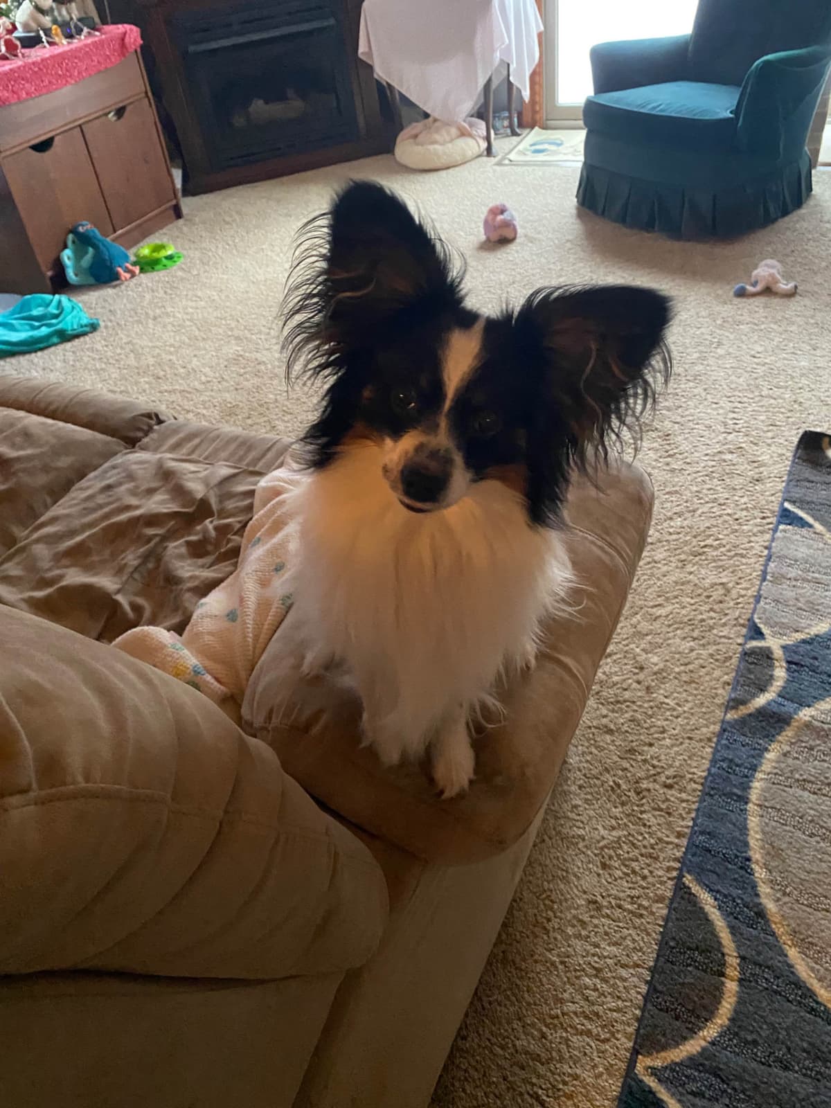Papillon Puppies breeder image 22