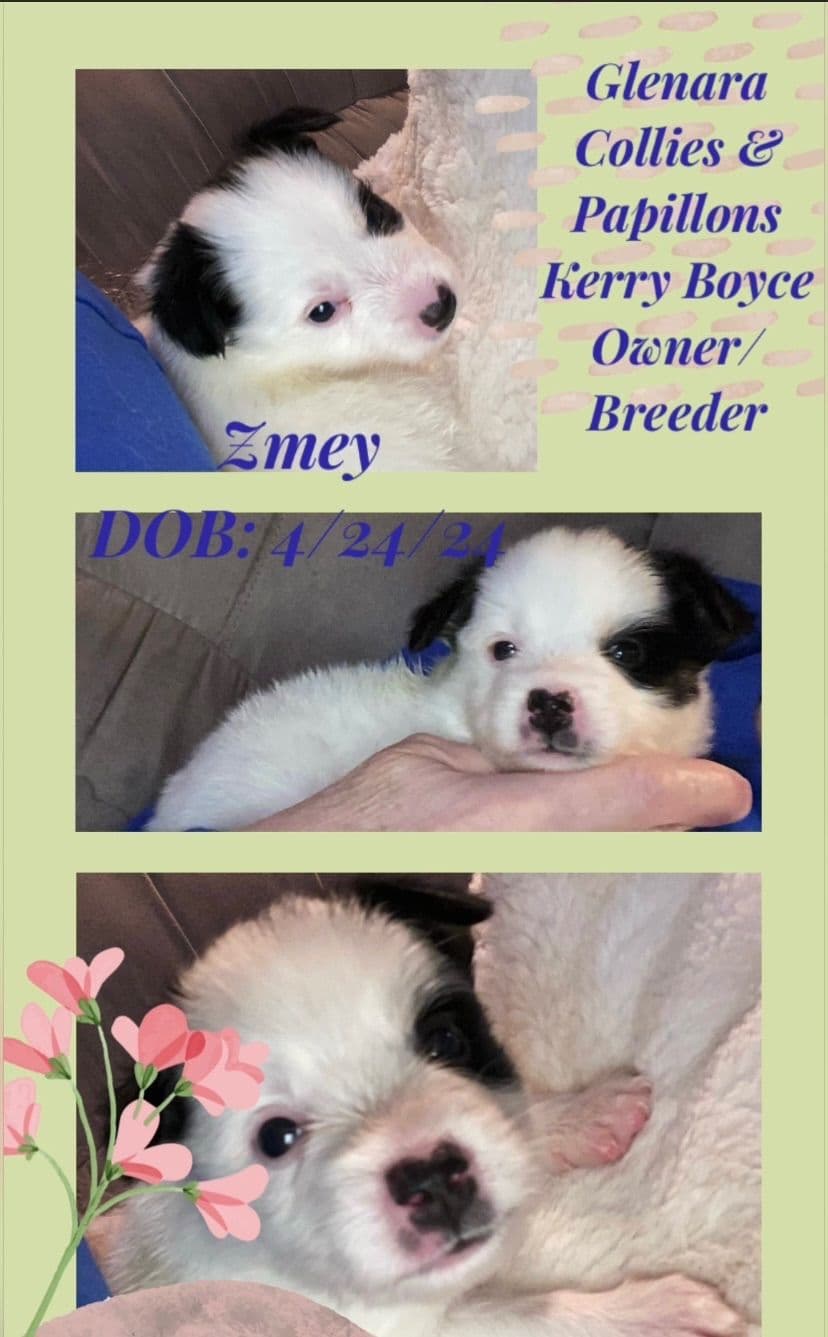 Papillon Puppies breeder image 23