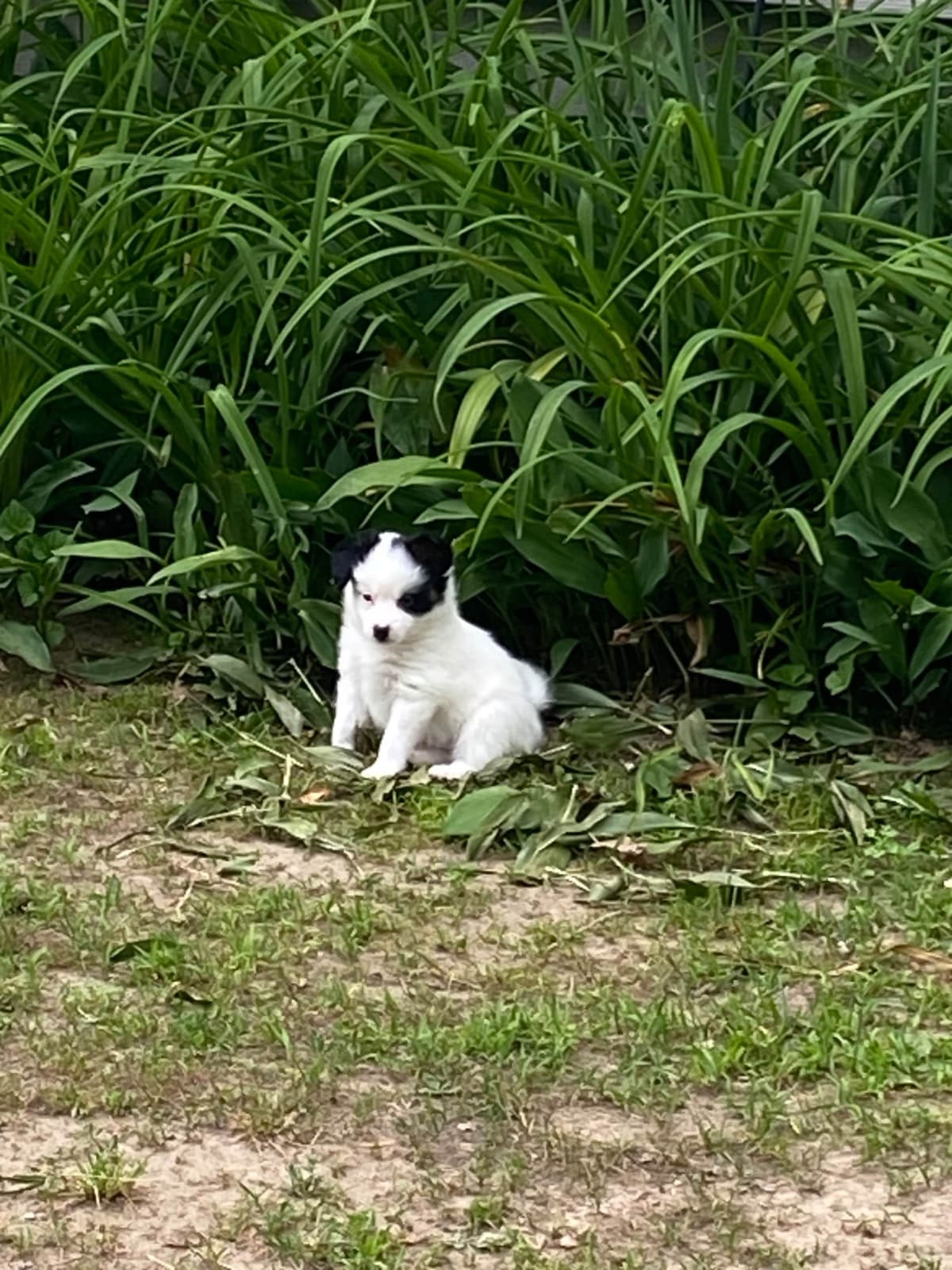 Papillon Puppies breeder image 24