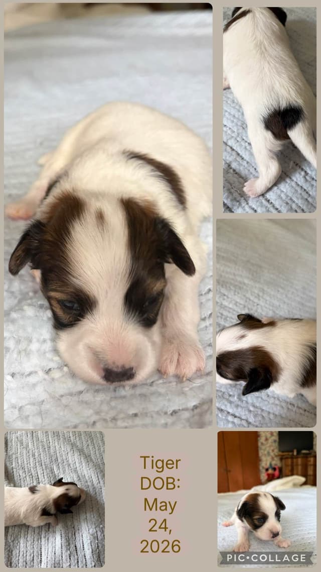 Papillon Puppies media 7