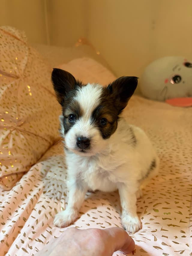 Papillon Puppies media 3