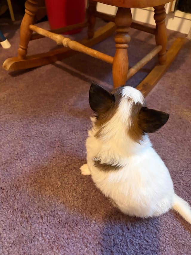 Papillon Puppies media 5