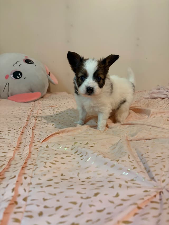 Papillon Puppies media 4