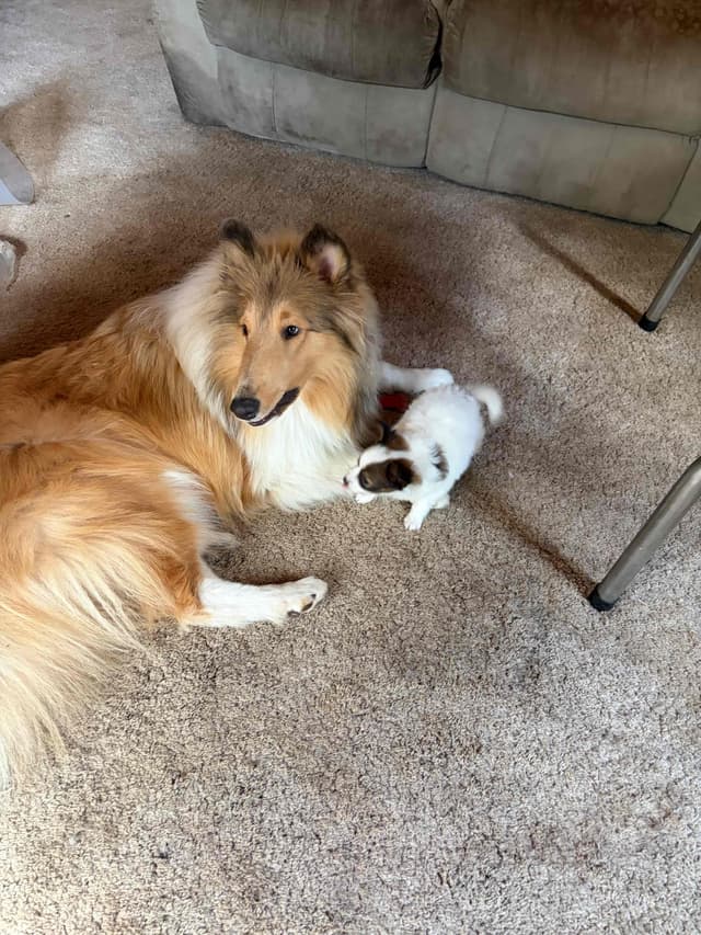 Papillon Puppies media 6
