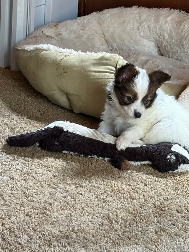 Papillon Puppies media 9