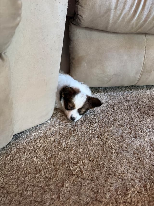 Papillon Puppies media 2