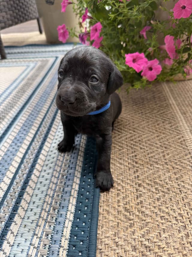 Labrador Retriever Puppies media 3
