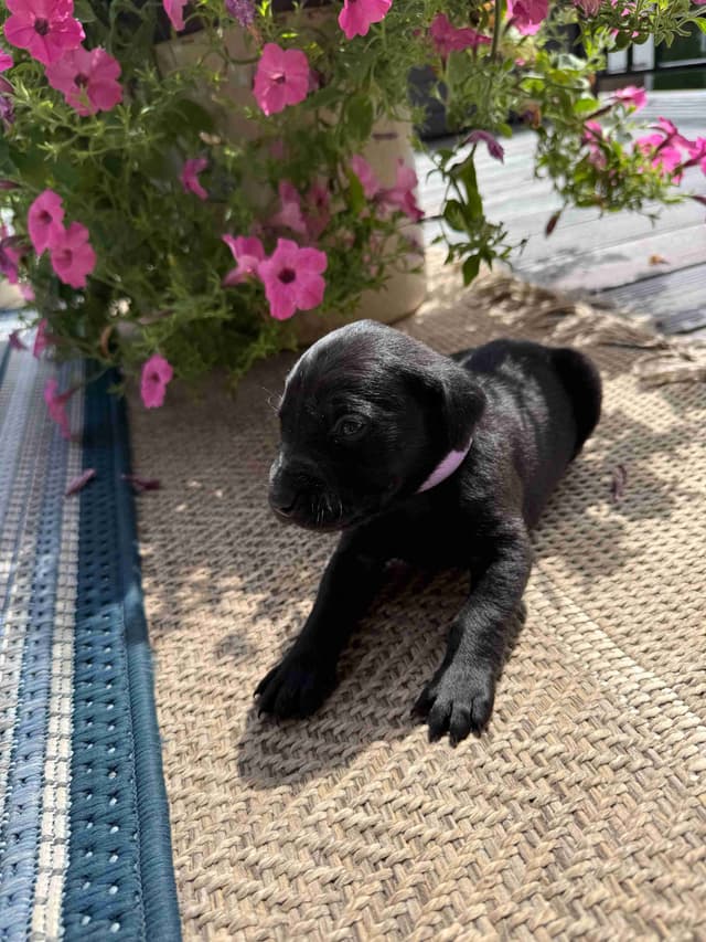 Labrador Retriever Puppies media 4