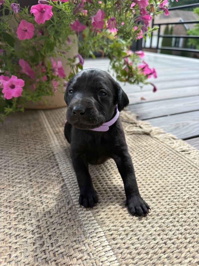 Labrador Retriever Puppies media 5
