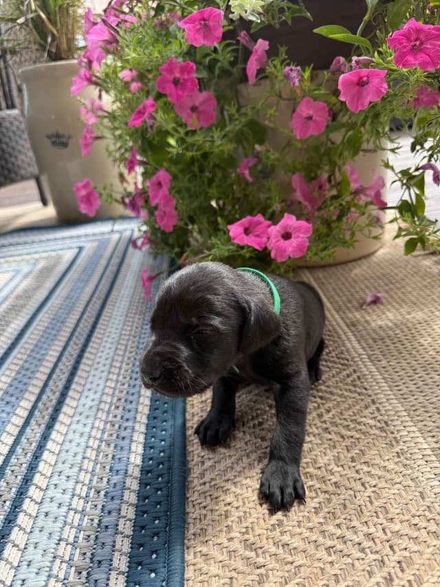 Labrador Retriever Puppies media 6