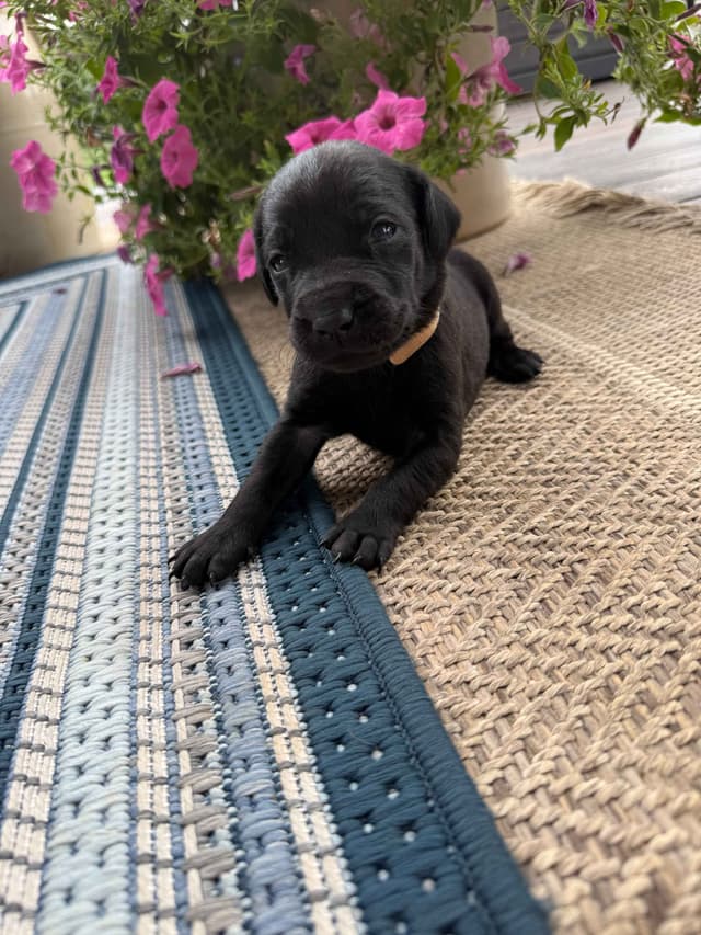 Labrador Retriever Puppies media 8