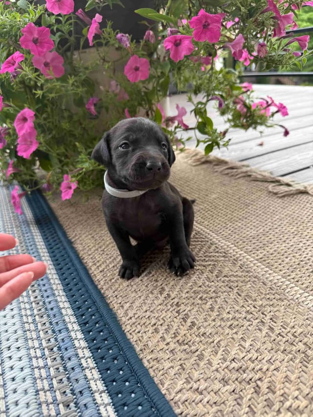 Labrador Retriever Puppies media 9