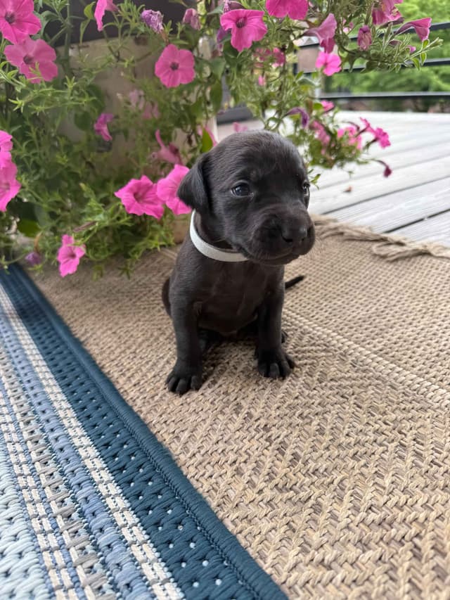 Labrador Retriever Puppies media 10