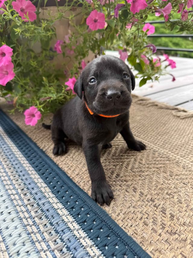 Labrador Retriever Puppies media 12