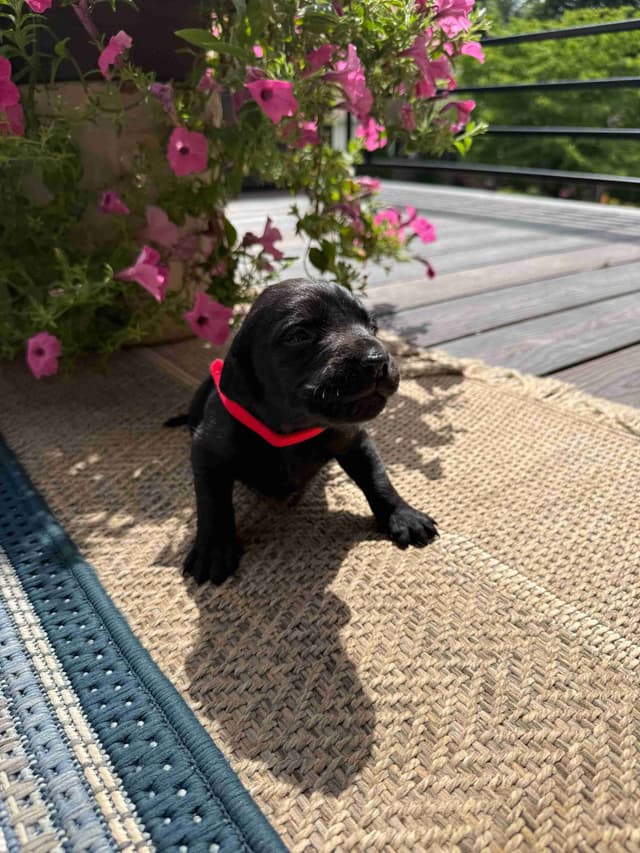 Labrador Retriever Puppies media 14