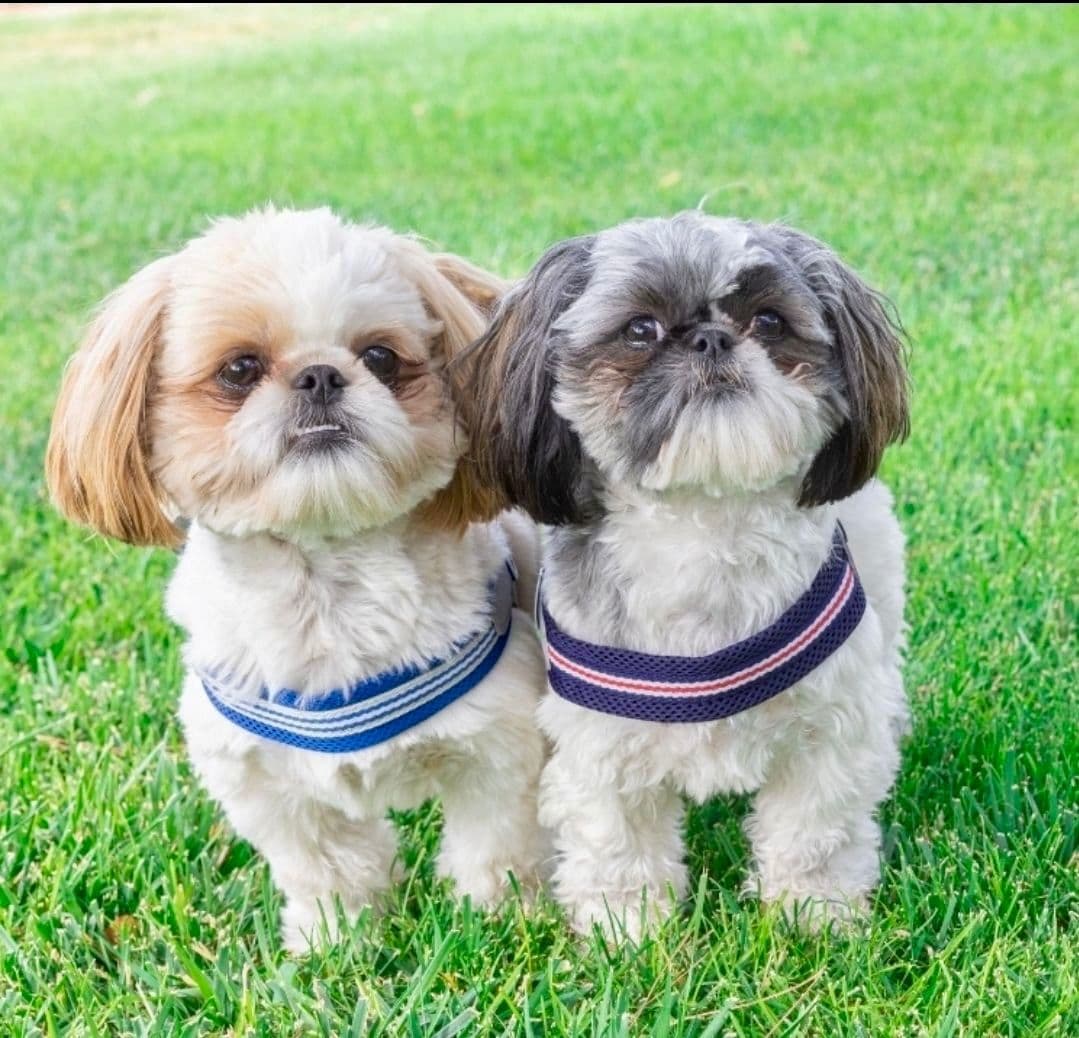 AKC Shih Tzu Puppies | Champion Bloodlines | Ready July 29 breeder image 2