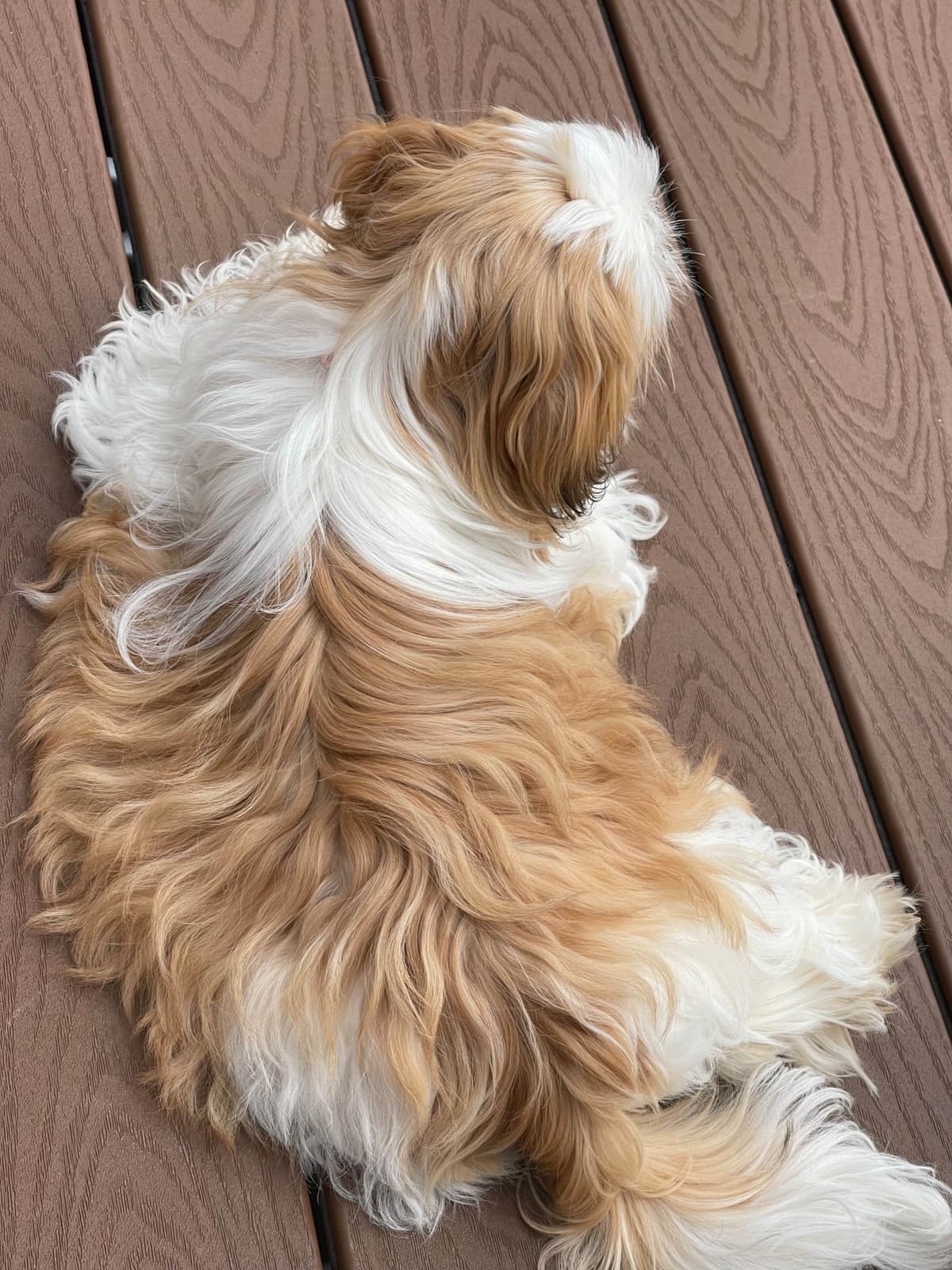 AKC Shih Tzu Puppies | Champion Bloodlines | Ready July 29 breeder image 14