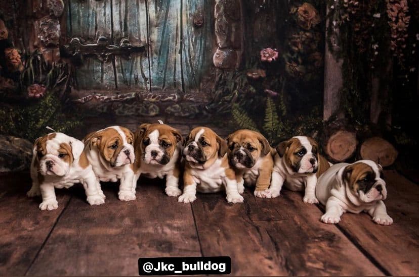 Bulldog Puppies breeder image 1