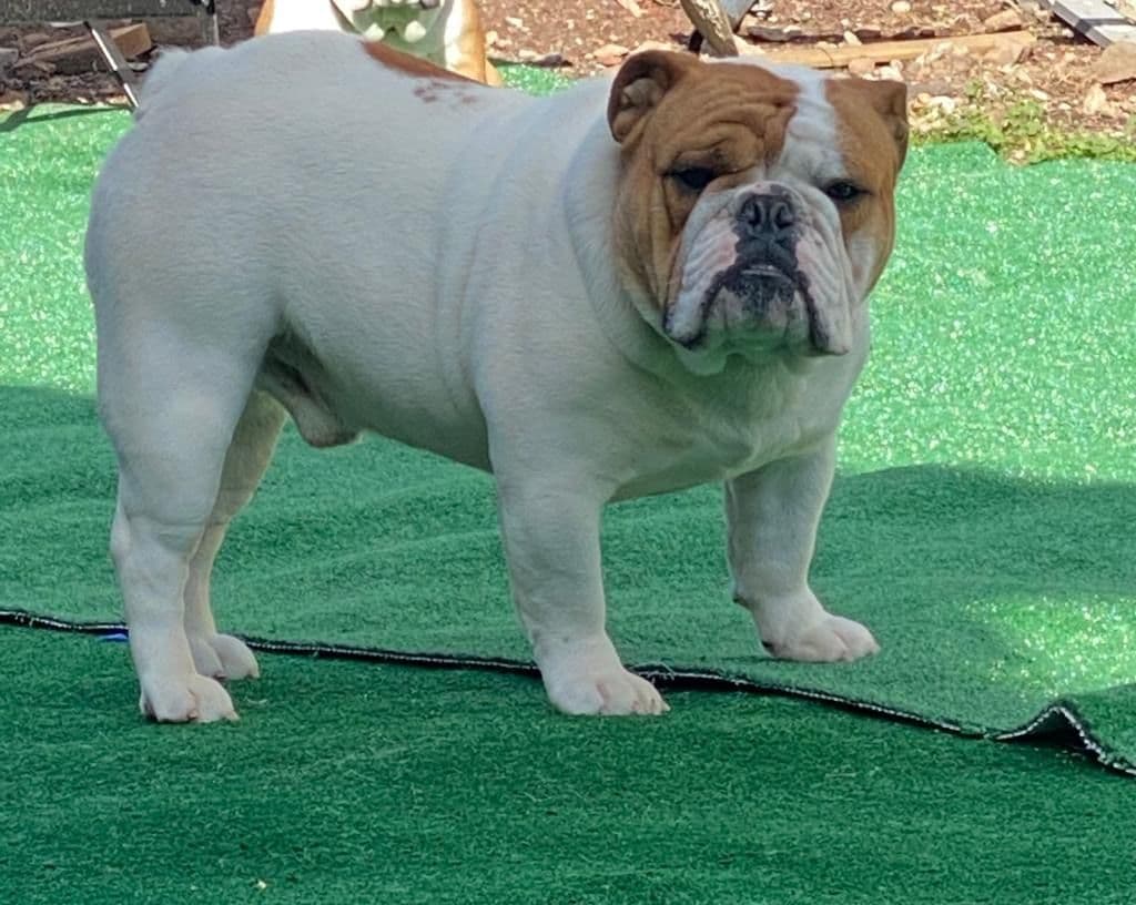 Bulldog Puppies breeder image 2