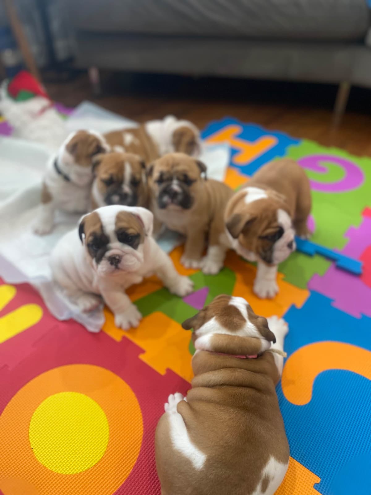 Bulldog Puppies breeder image 4