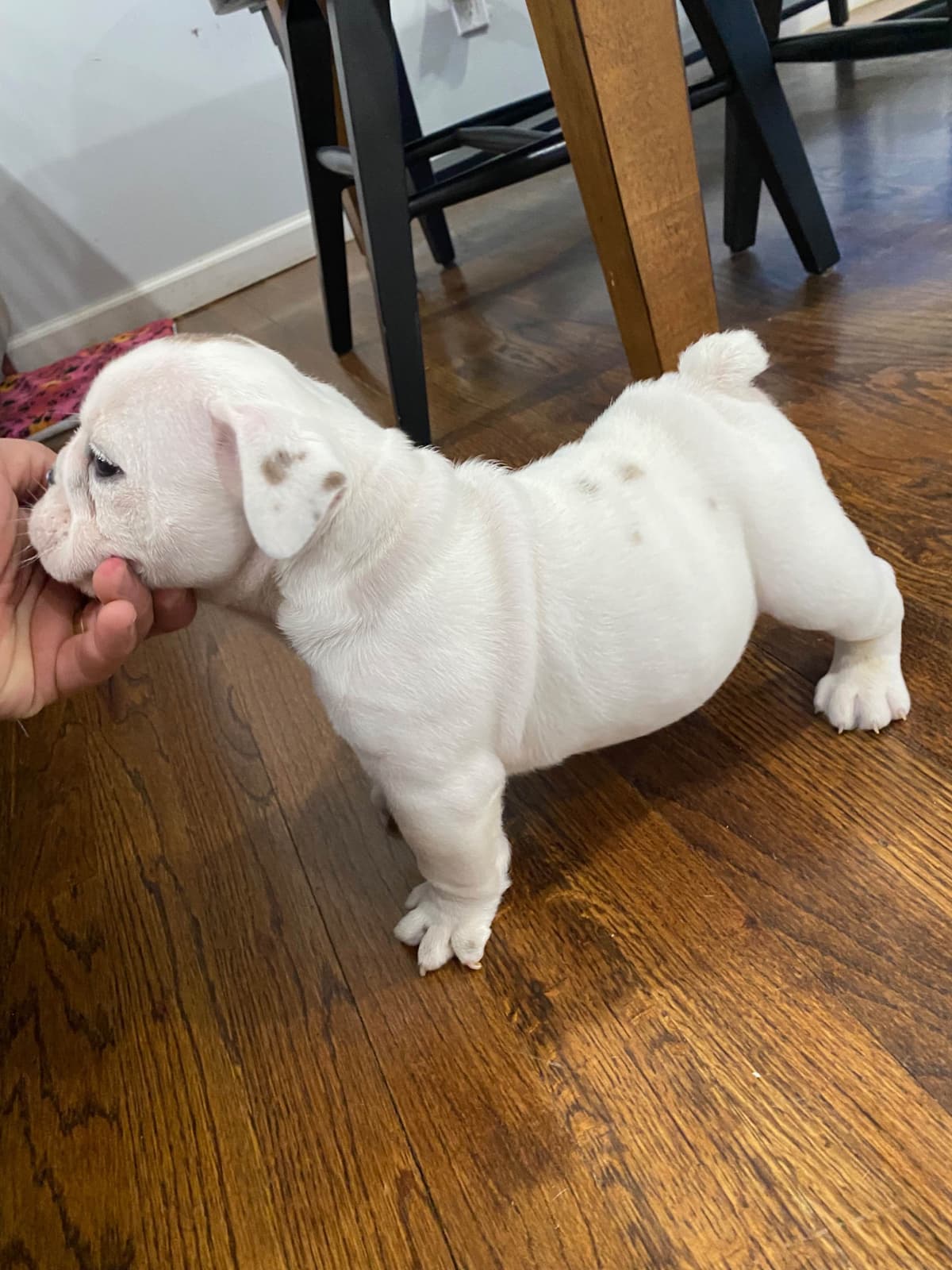 Bulldog Puppies breeder image 3