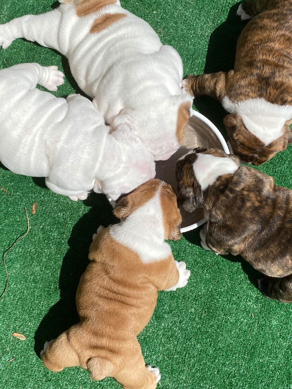 Bulldog Puppies breeder image 5