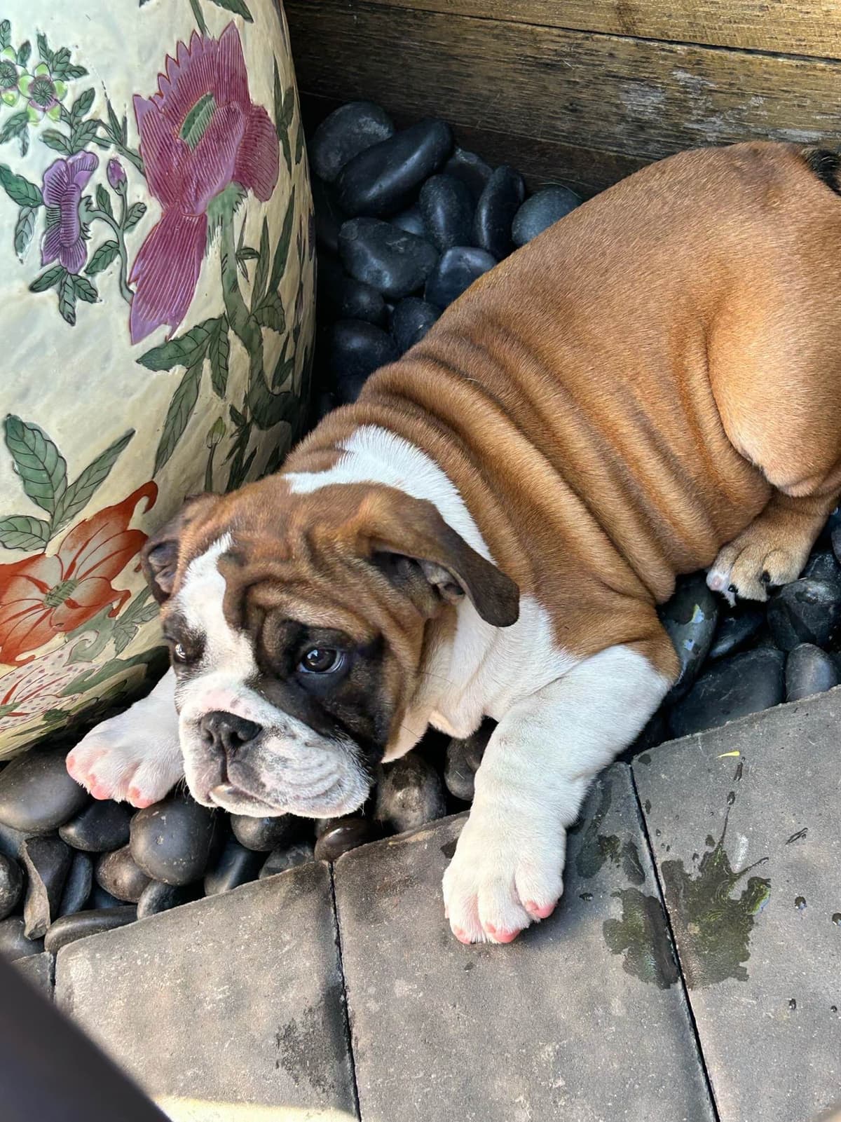 Bulldog Puppies breeder image 6