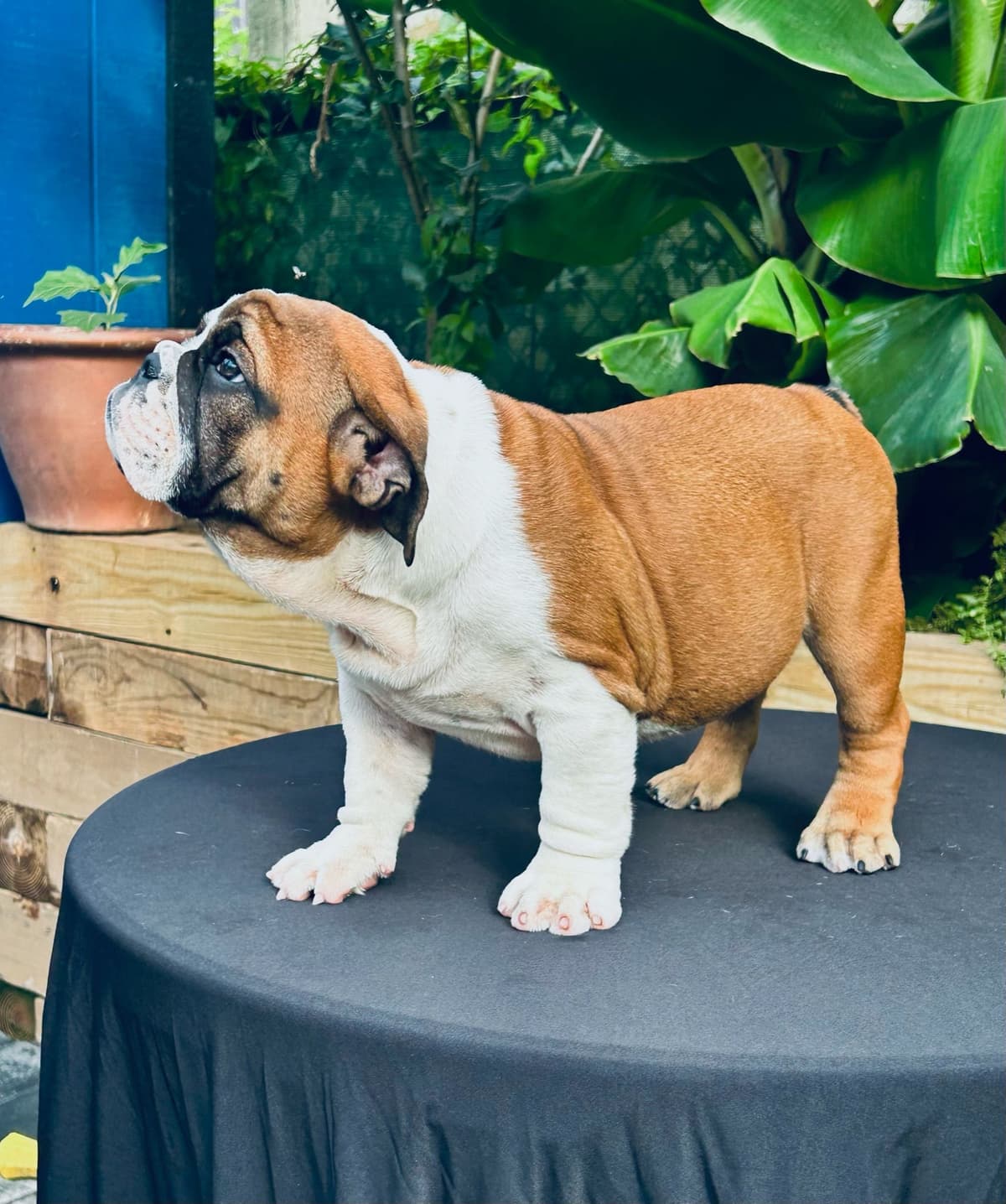 Bulldog Puppies breeder image 7