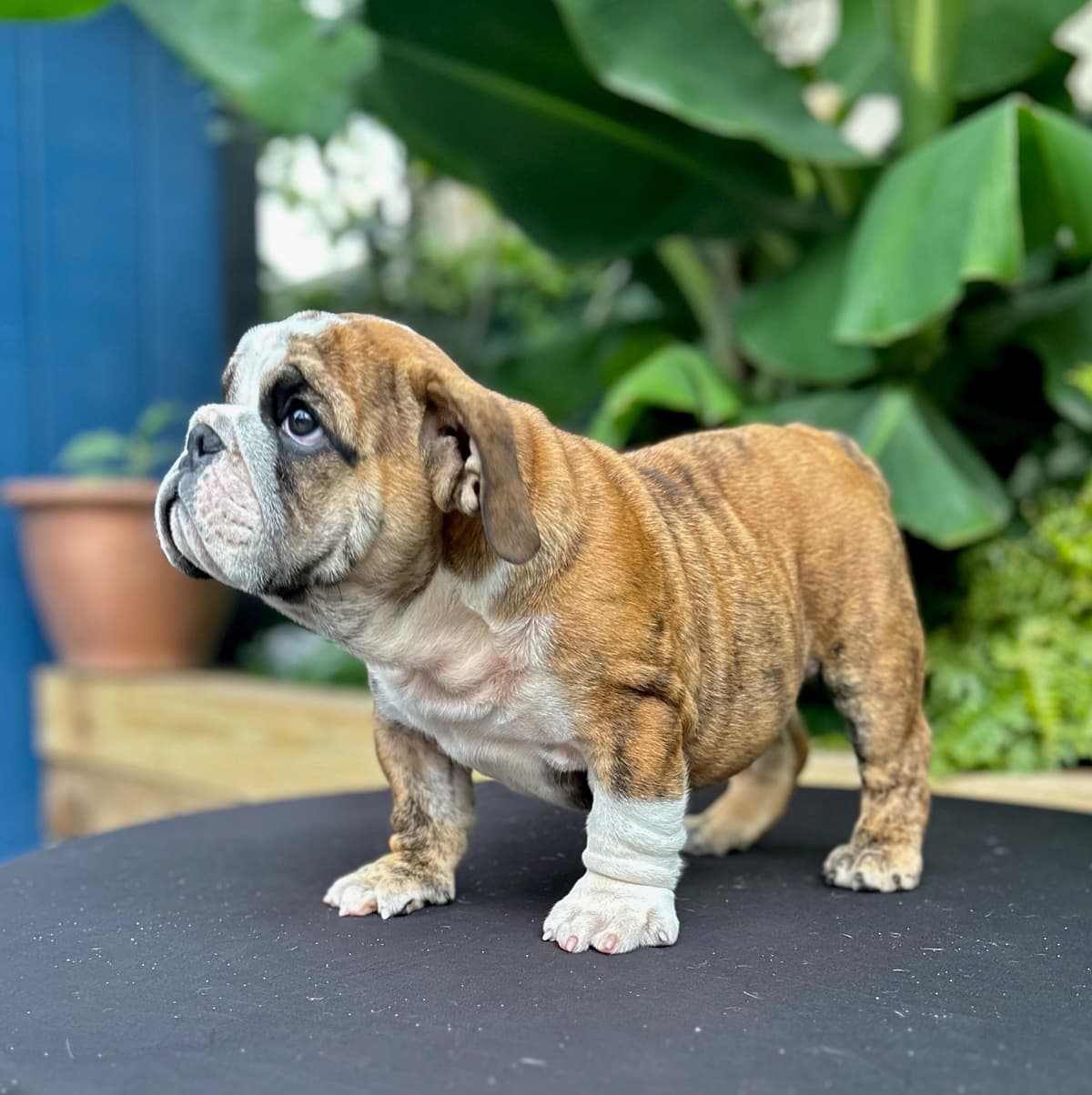 Bulldog Puppies breeder image 8