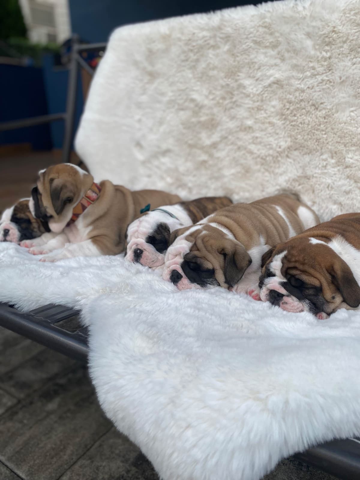 Bulldog Puppies breeder image 10