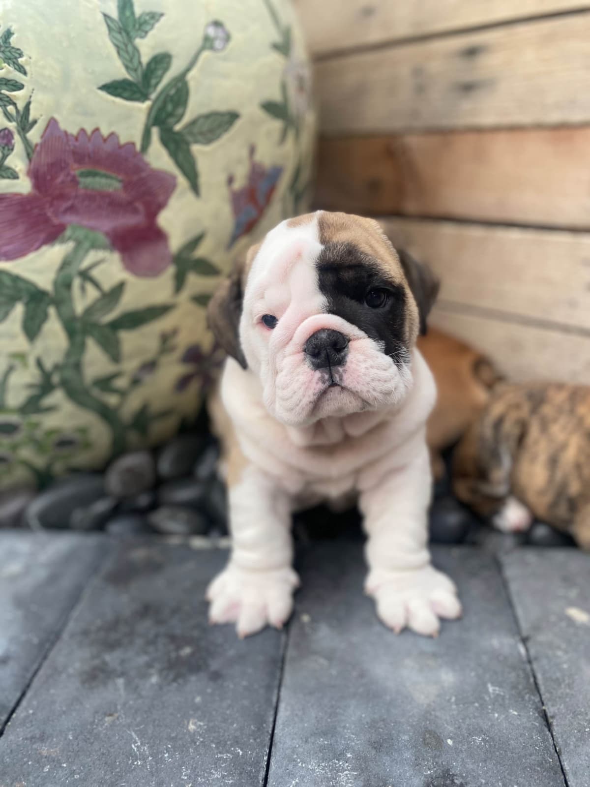 Bulldog Puppies breeder image 9