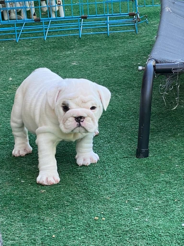 Bulldog Puppies breeder image 11