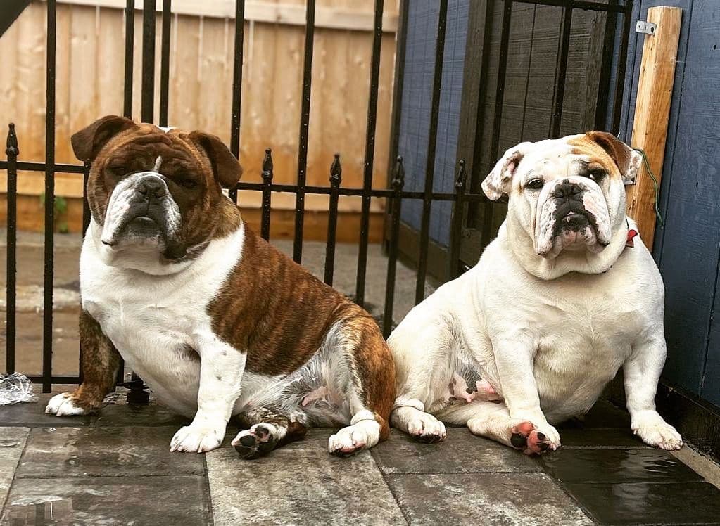 Bulldog Puppies breeder image 14