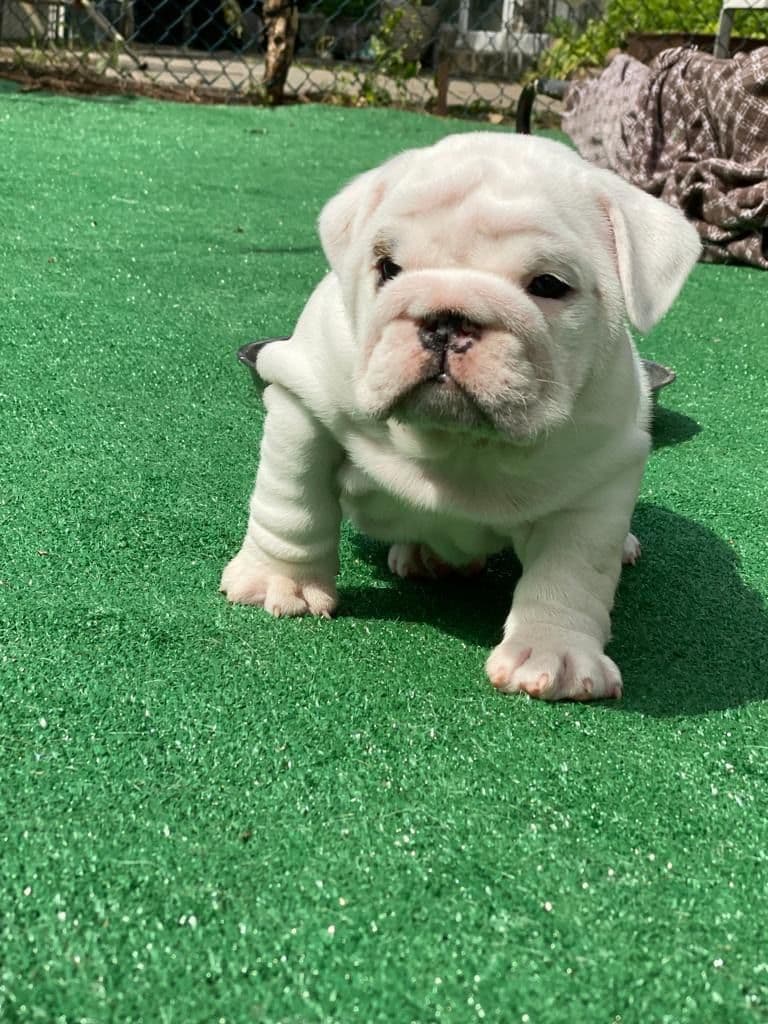 Bulldog Puppies breeder image 13