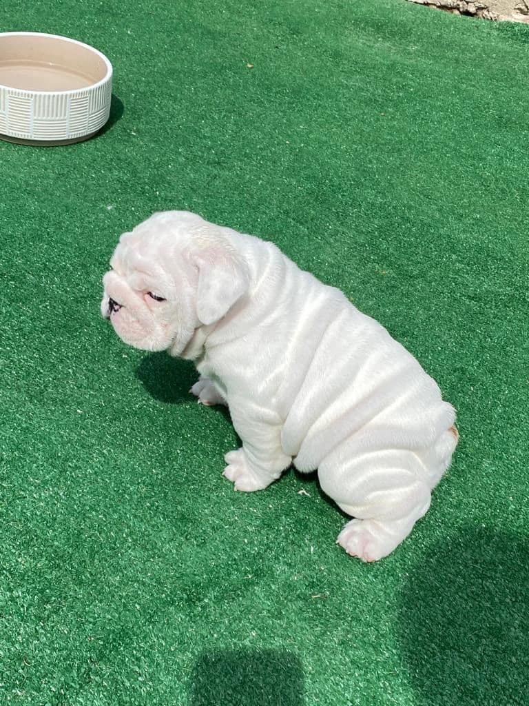 Bulldog Puppies breeder image 12