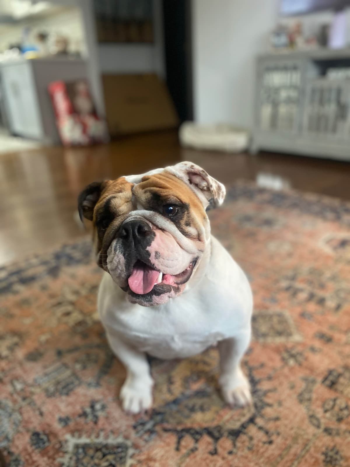 Bulldog Puppies breeder image 18