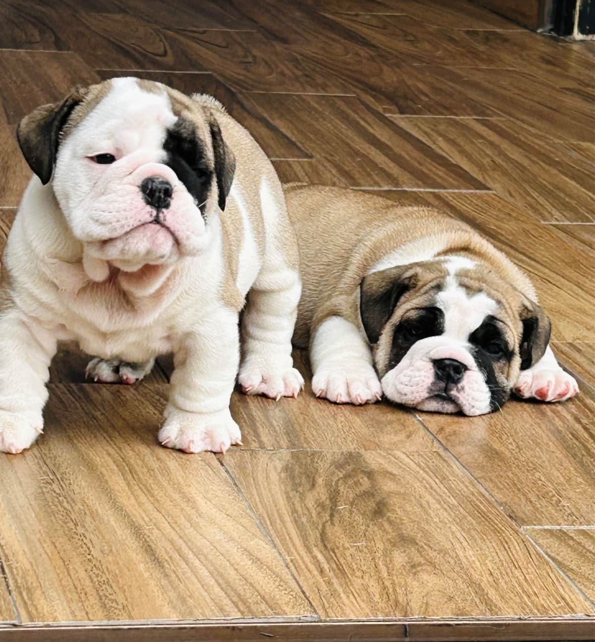 Bulldog Puppies breeder image 17