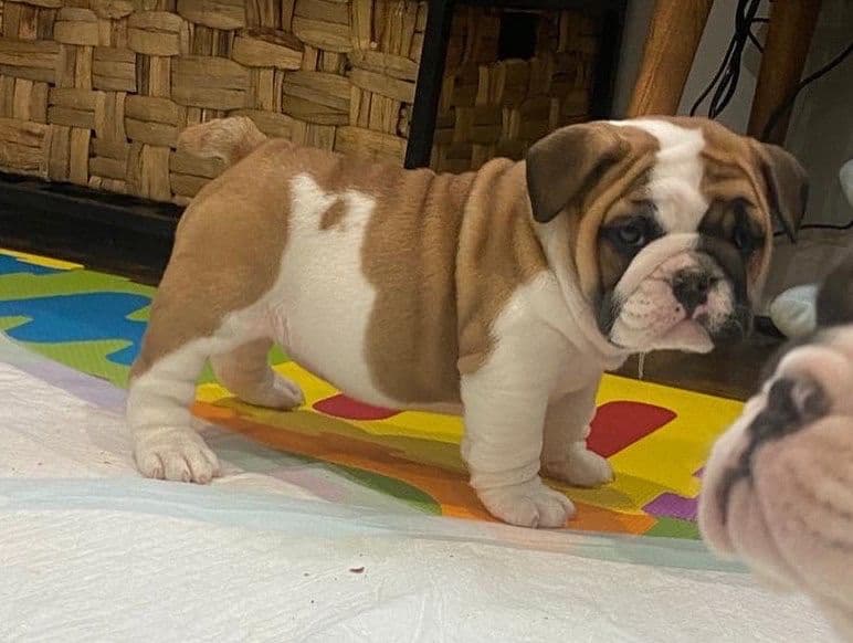 Bulldog Puppies breeder image 22