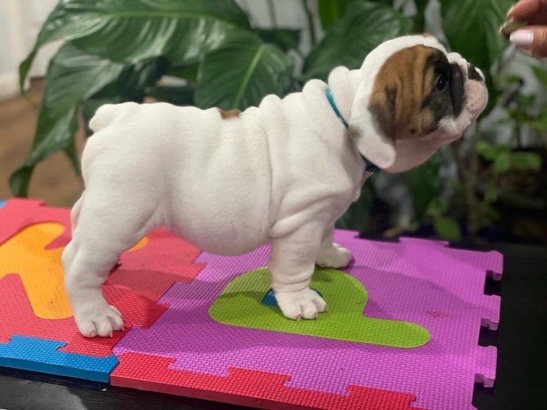 Bulldog Puppies breeder image 21