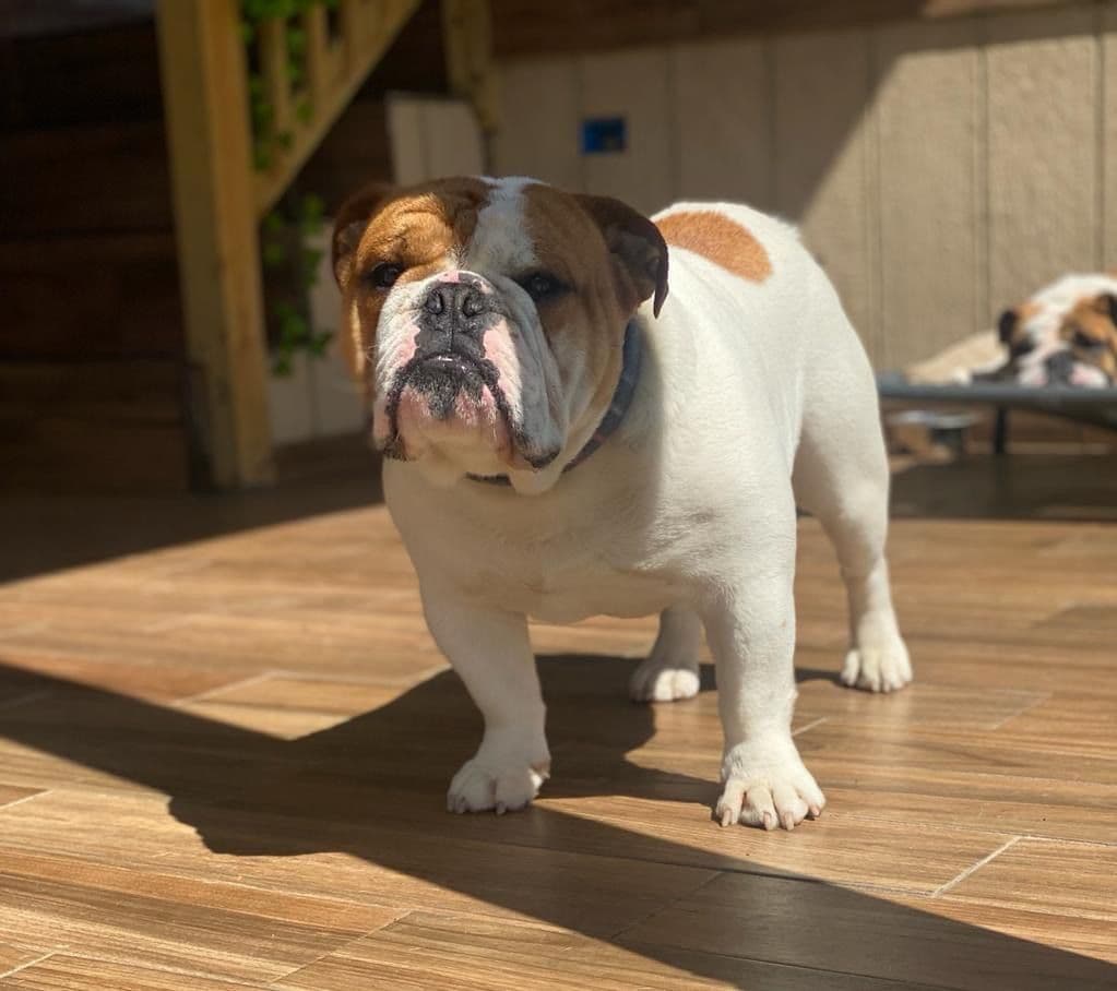 Bulldog Puppies breeder image 19